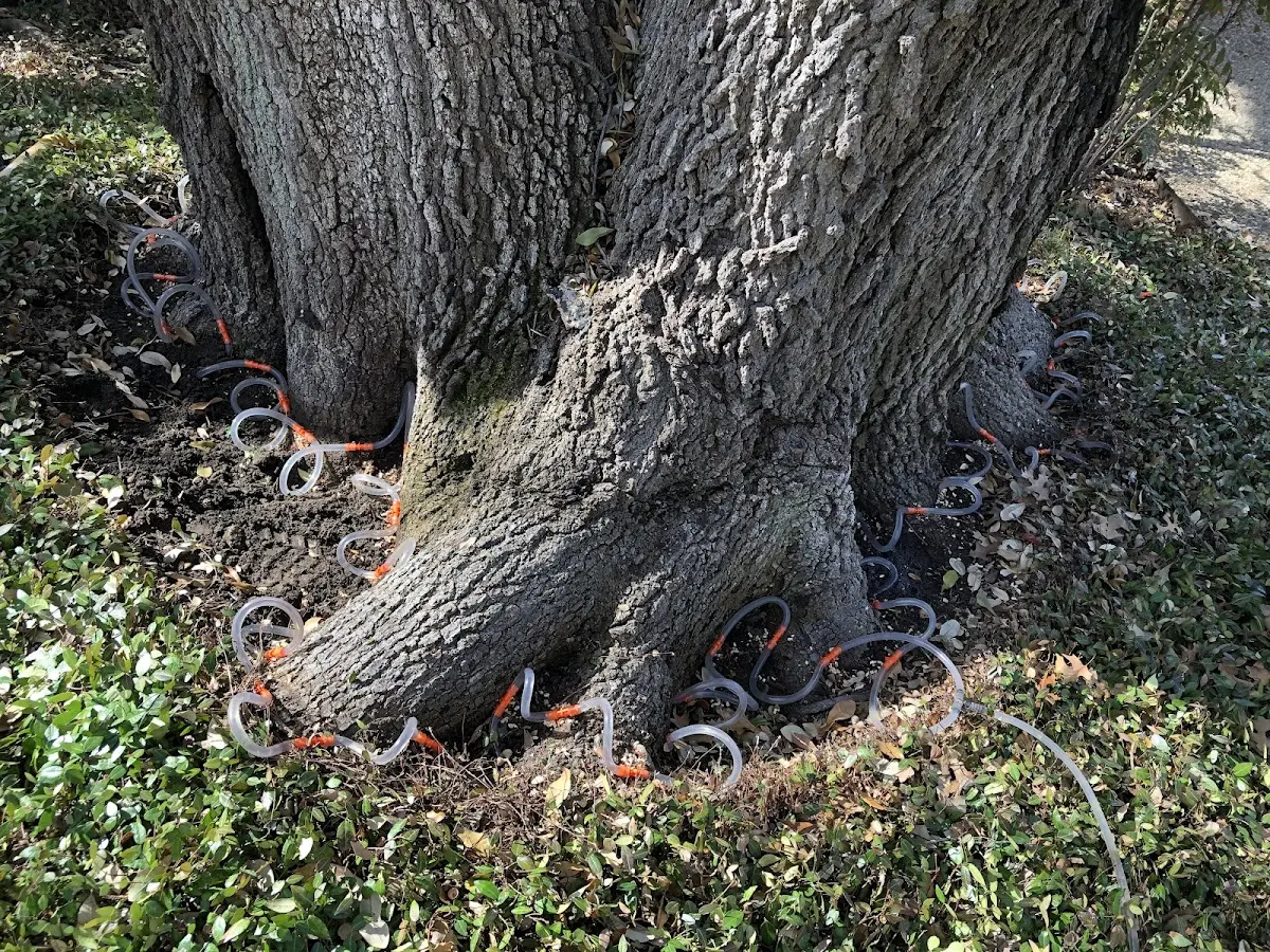 Detailed Tree Cabling and Bracing job site in Wickett