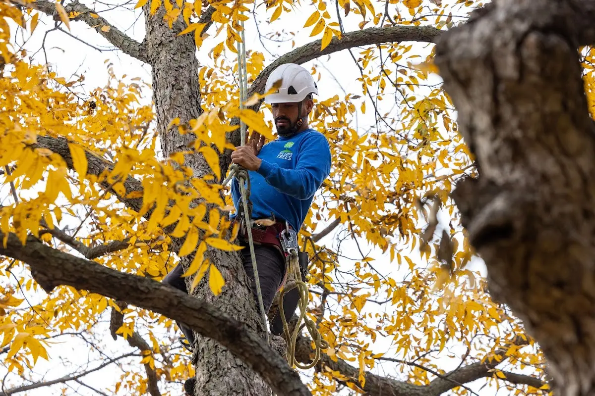 Skilled Emergency Tree Service crew working in Wickett