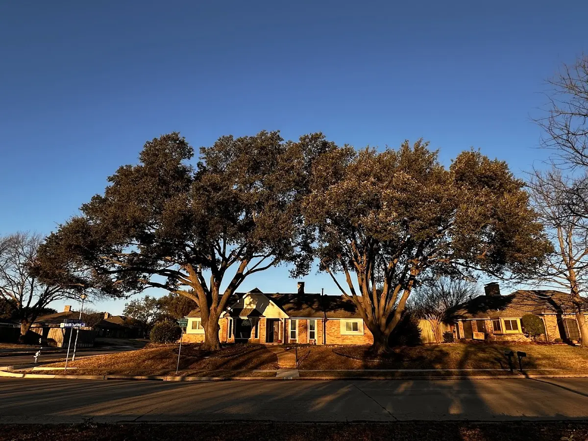 Established residential canopy tree shading a home in Wickett